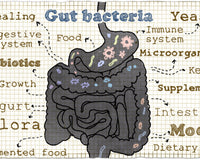 Changes in the Gut: Staying One Step Ahead