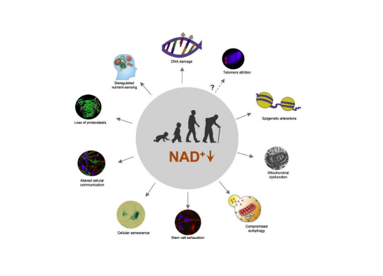 NAD+ IV Therapy - Clinical Nutrients